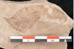 Foto (Detailansicht) von Depazea feroniae Ettingshausen (NHMW-GEO-2024-0188-6384)